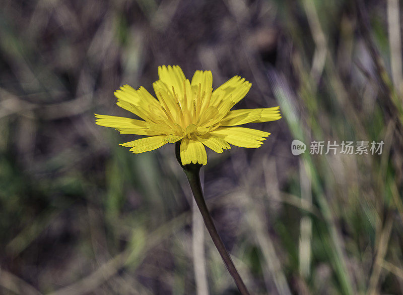 Leontodon taraxacoides是一种鹰头钻头，俗称小鹰头钻头、粗鹰头钻头或毛鹰头钻头。它原产于欧洲和北非。Pepperwood自然保护区;圣罗莎;加州的索诺玛县。Asteracese。介绍了。